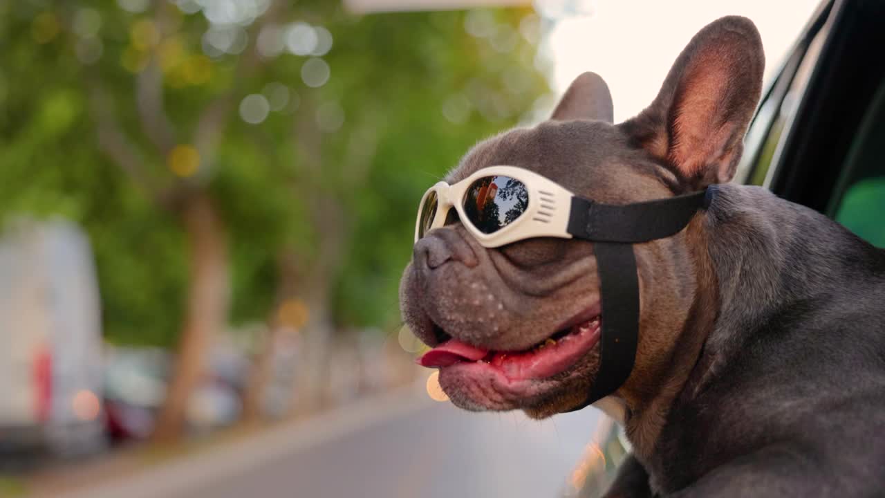 在开车途中，可爱的法国斗牛犬戴着保护眼镜，在夕阳下观察城市视频素材