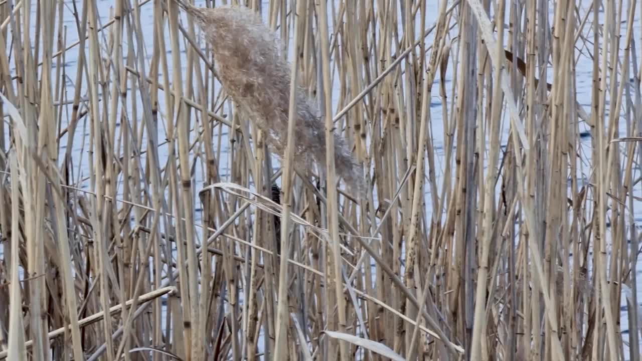 河里德。摄像机的运动以河流的波浪为背景。视频素材