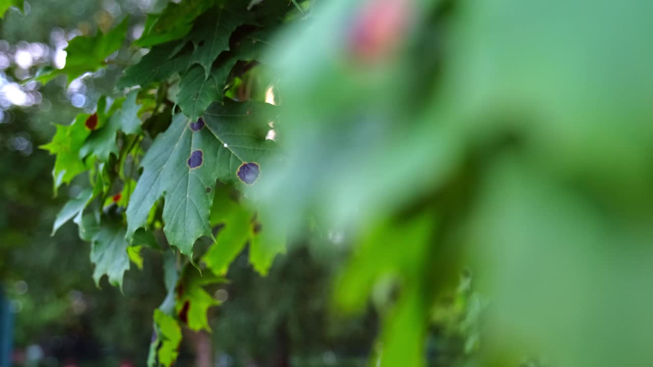 绿色公园枫树的叶子在秋天感染和寒冷后开始枯萎视频素材