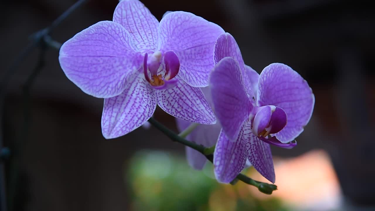 美丽的花园花朵自然芬芳着蜜蜂的飞舞和授粉，轻风摇曳。视频素材