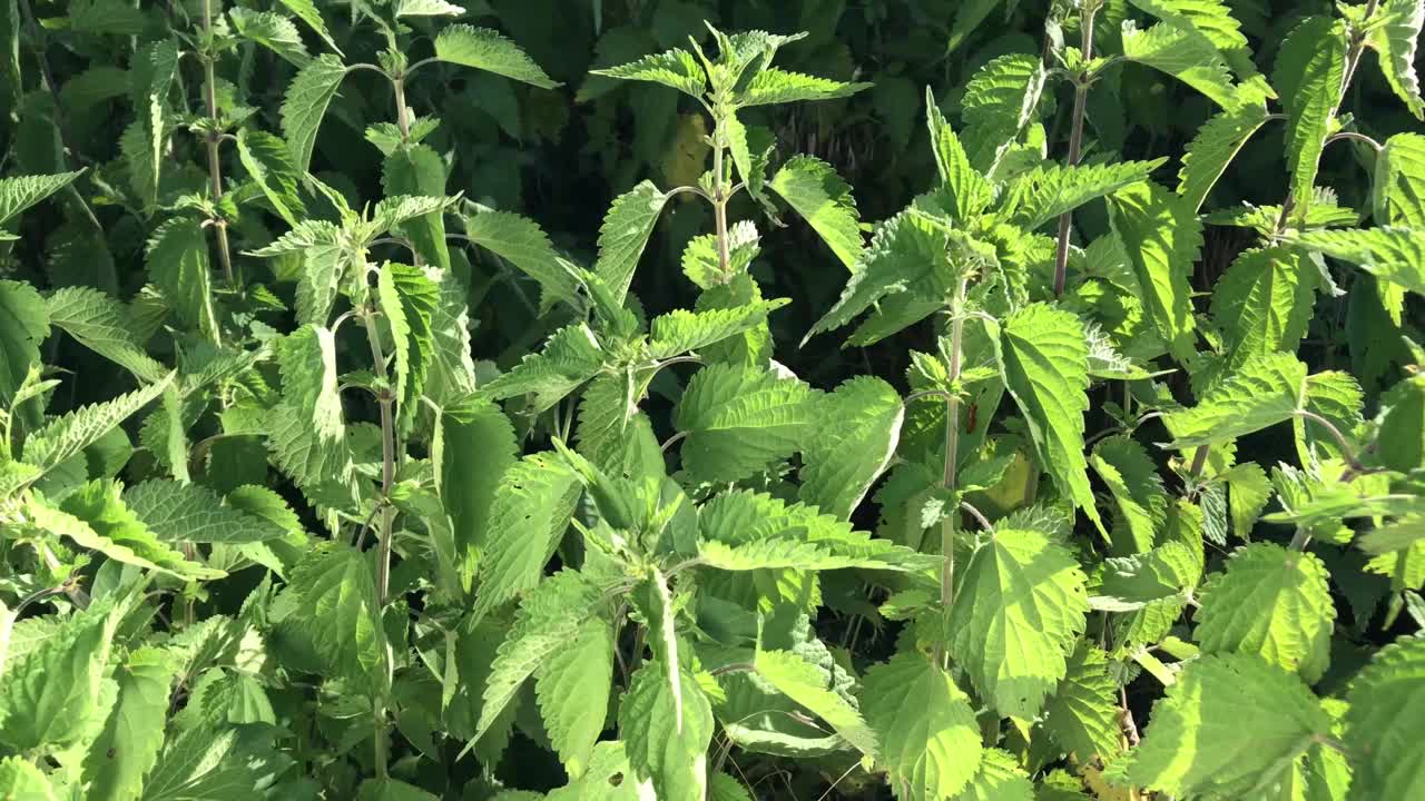 荨麻植物视频素材