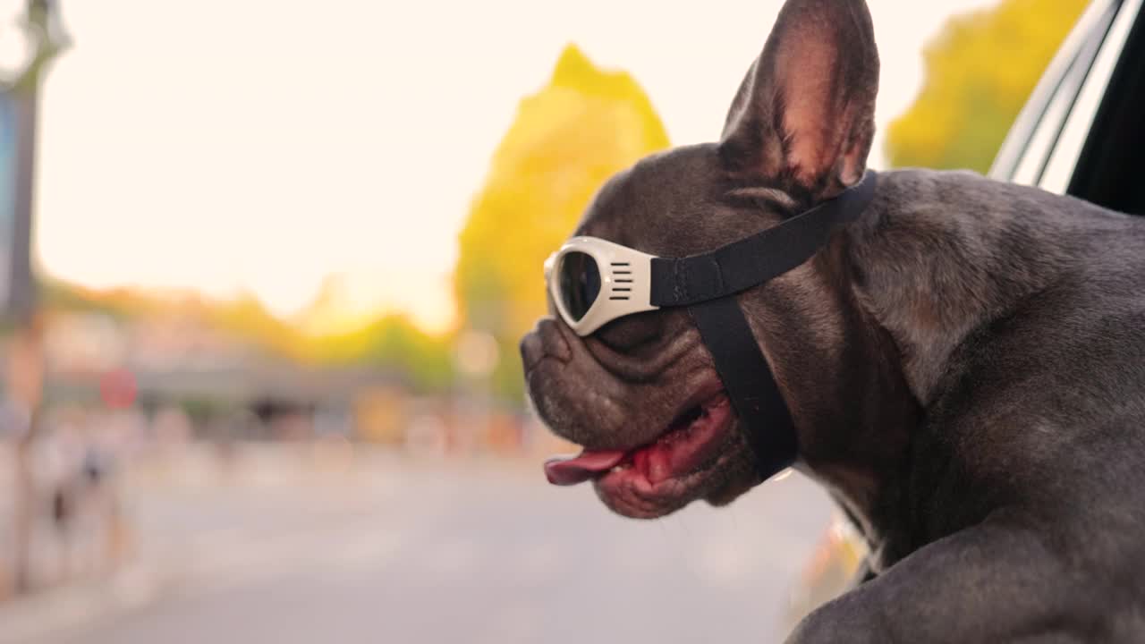 可爱的灰色法国斗牛犬，带着他的安全眼镜在开车时探索世界视频素材