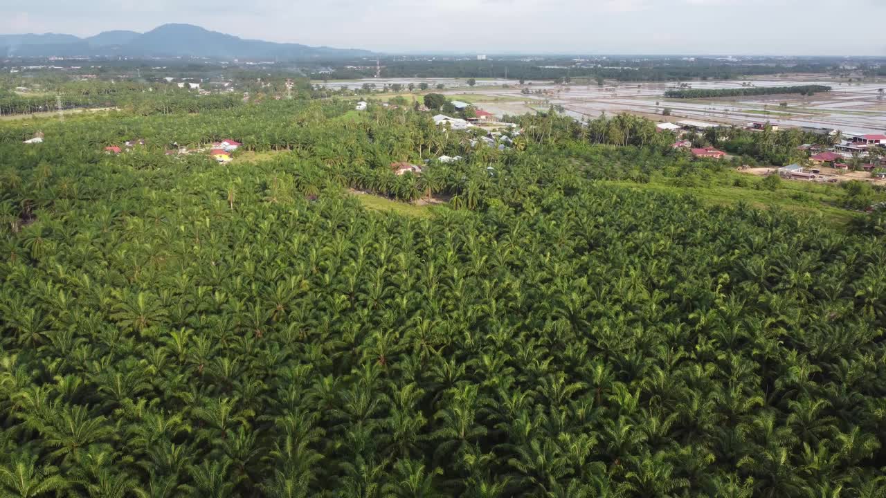 鸟瞰油棕树视频素材