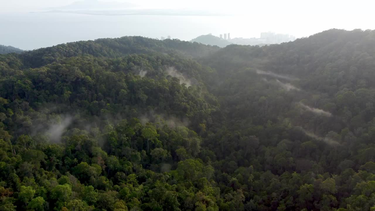 鸟瞰槟城山雨林。视频素材