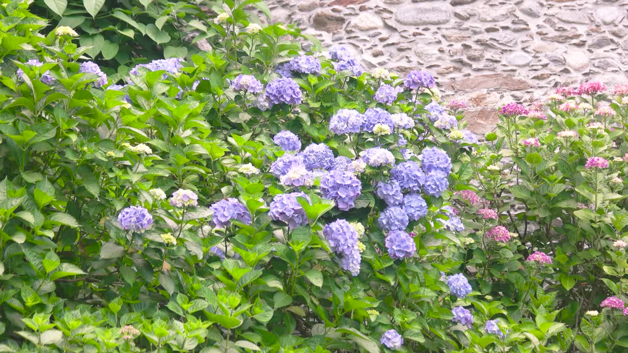 夏天的绣球花。视频素材