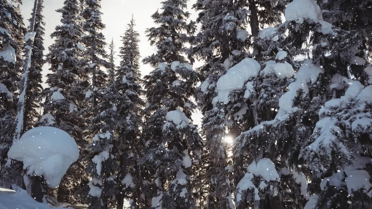 动画雪落在冬季冷杉树视频素材