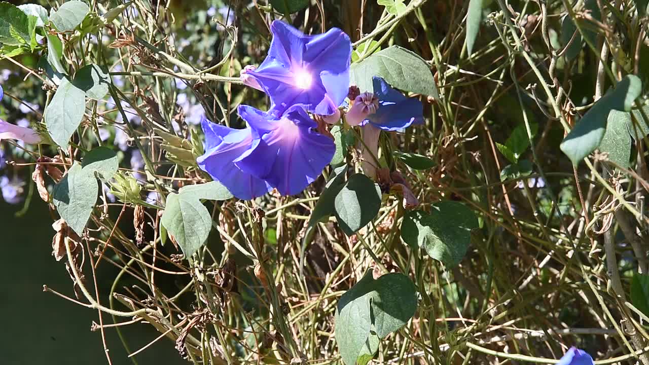 美丽的花园花朵自然芬芳着蜜蜂的飞舞和授粉，轻风摇曳。视频素材