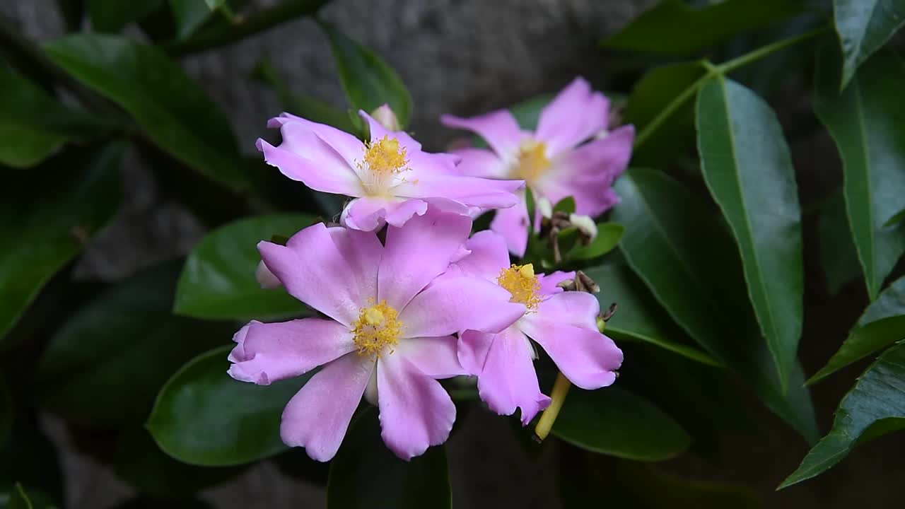 美丽的花园花朵自然芬芳着蜜蜂的飞舞和授粉，轻风摇曳。视频素材