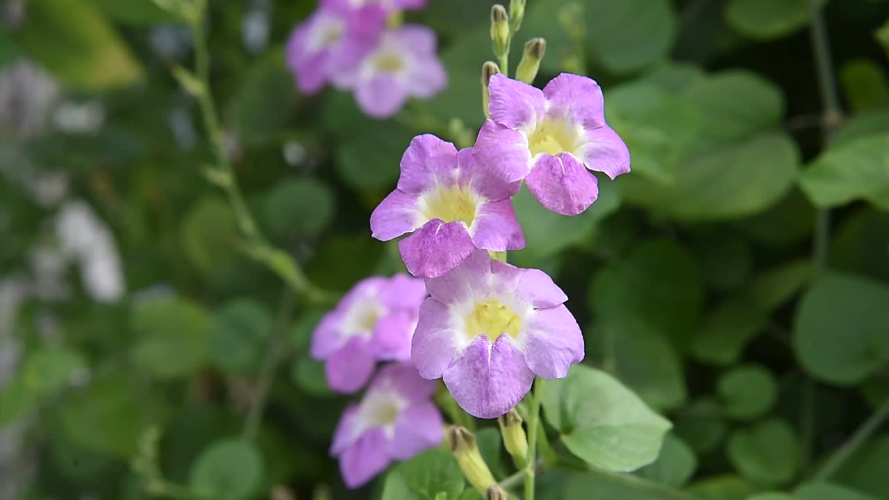 美丽的花园花朵自然芬芳着蜜蜂的飞舞和授粉，轻风摇曳。视频素材