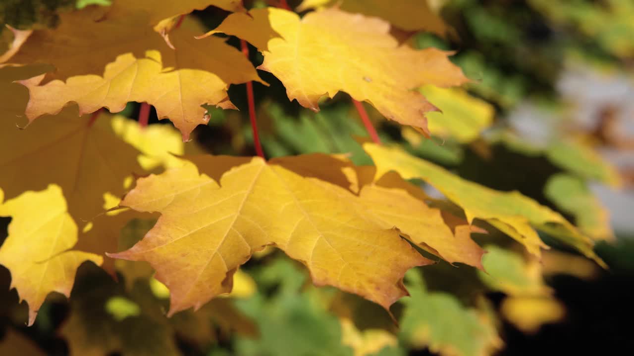 秋天公园里的一棵橡树上，色彩鲜艳的树叶荡漾着。秋天的背景。美丽的自然风景视频素材