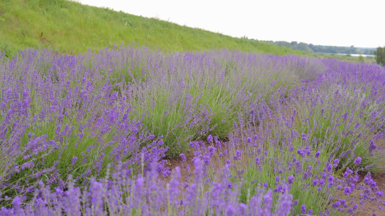 万向节的薰衣草花，盛开的紫色薰衣草视频素材