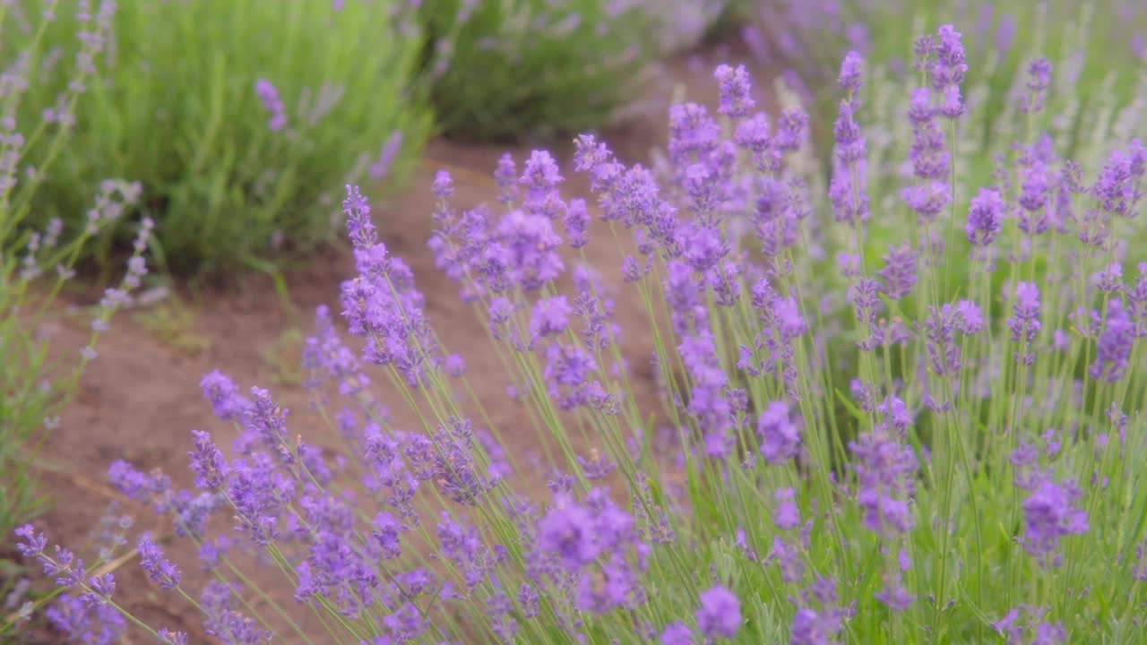 美丽的薰衣草花在风中摇曳，香喷喷的紫色薰衣草丛在盛开视频素材