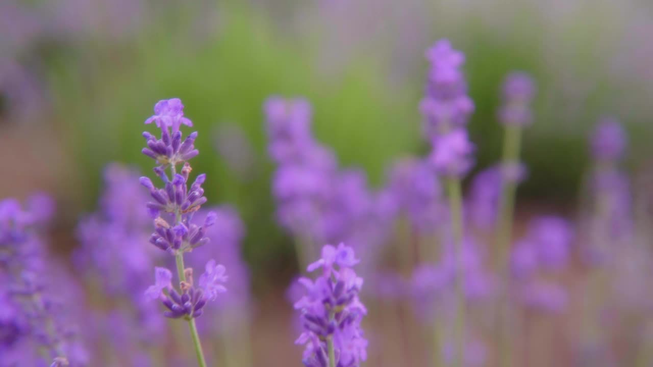 特写的薰衣草花，芳香的花丛盛开的紫色薰衣草视频素材