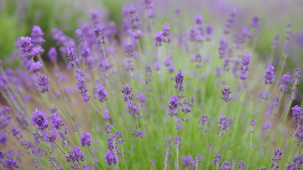 薰衣草花，芳香的花丛盛开的紫色薰衣草视频素材