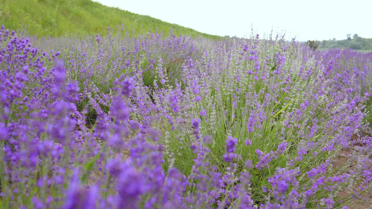 美丽的薰衣草花在慢动作，芳香的丛开花紫色薰衣草视频素材
