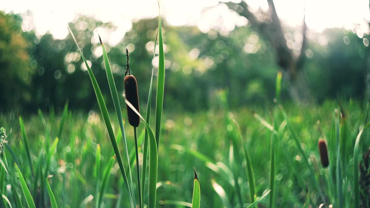 风中的香蒲视频素材