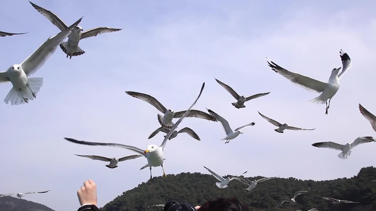 海鸥在蓝天白云的背景下自由地飞翔，韩国釜山。视频素材