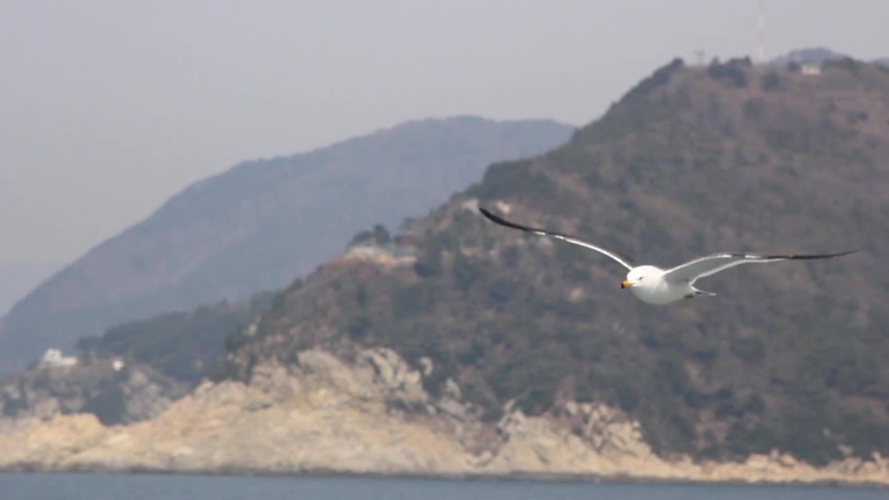 海鸥在蓝天白云的背景下自由地飞翔，韩国釜山。视频素材