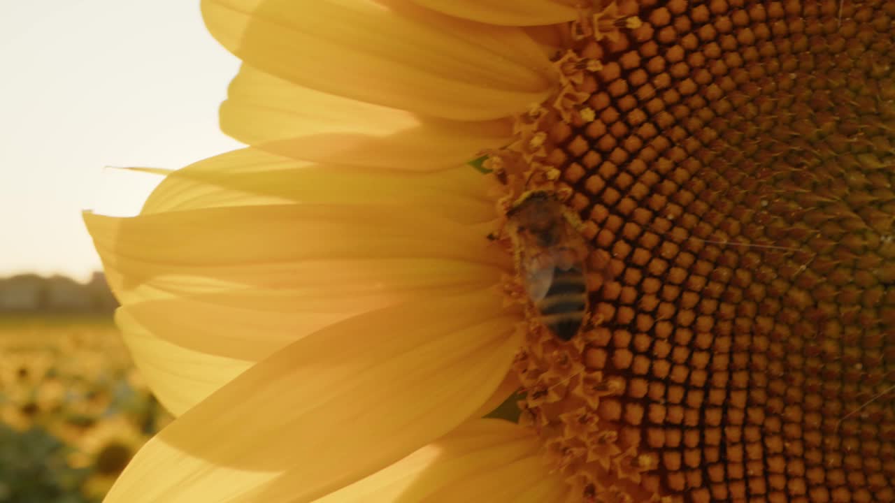 日落时分，蜜蜂坐在向日葵地里的向日葵上视频素材