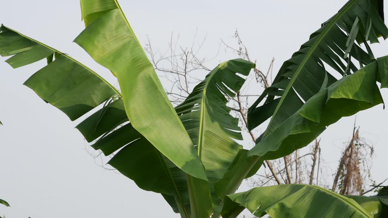 香蕉树叶视频素材