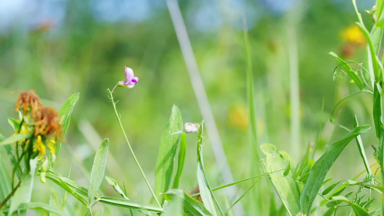 野生粉红色块茎豌豆，土拨鼠花视频素材