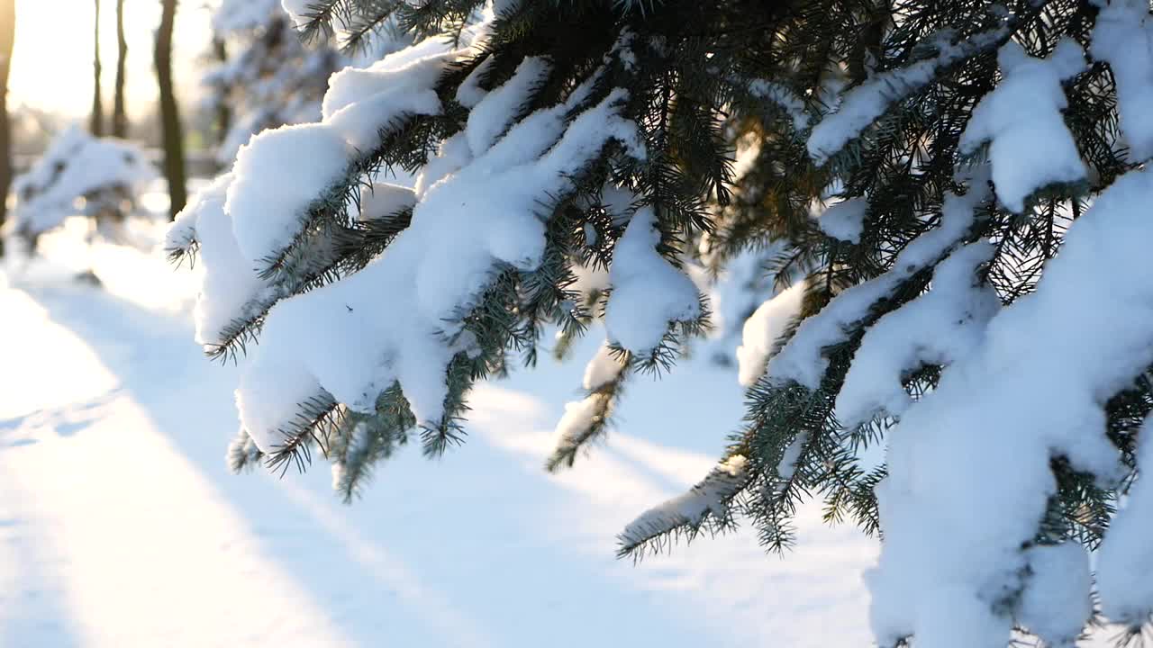 冬天的风景——公园里白雪覆盖着美丽的树木，覆盖着白霜。视频素材