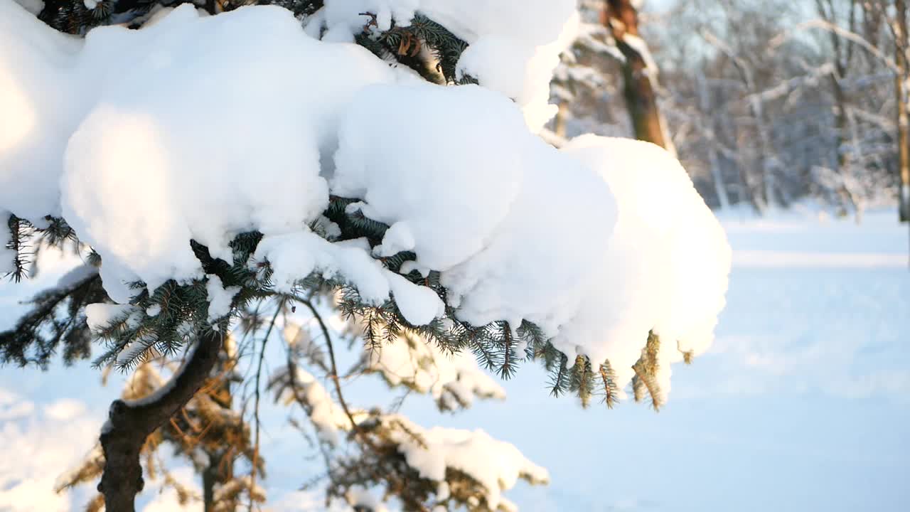 冬天的风景——公园里白雪覆盖着美丽的树木，覆盖着白霜。视频素材