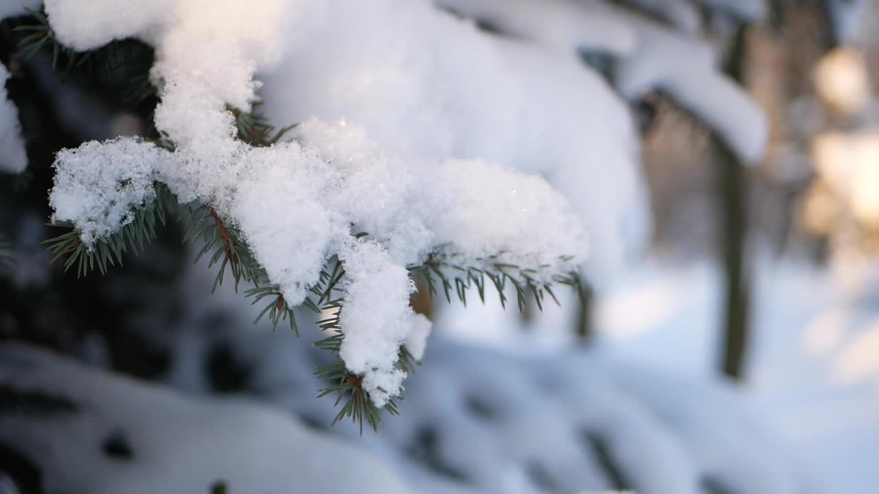 冬天的风景——公园里白雪覆盖着美丽的树木，覆盖着白霜。视频素材