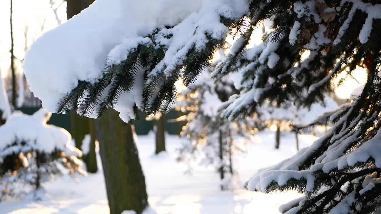 冬天的风景——公园里白雪覆盖着美丽的树木，覆盖着白霜。视频素材