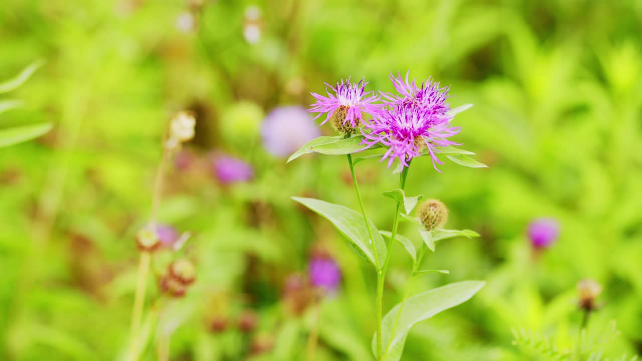 矢车菊属jacea。每年开花植物。缓慢移动视频素材