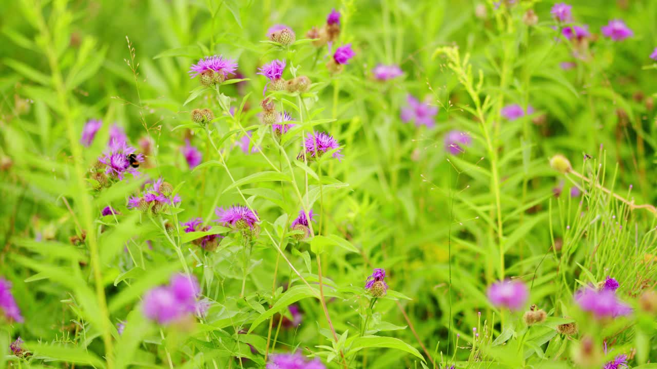 大黄蜂在半人马草上采集花蜜和花粉视频素材