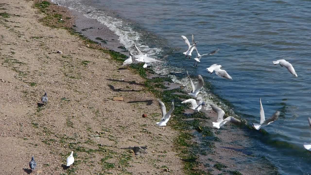 海鸥在海上飞翔。视频素材