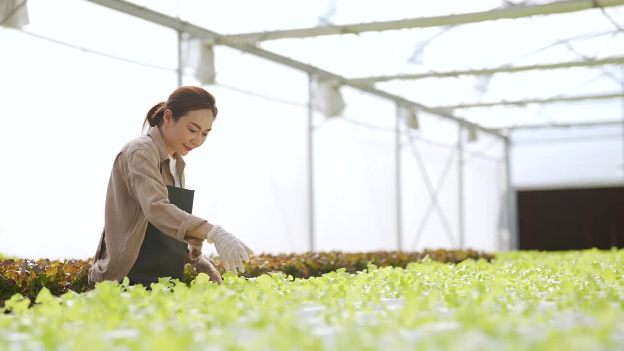 4K亚洲女农民在有机水培蔬菜农场工作。视频素材