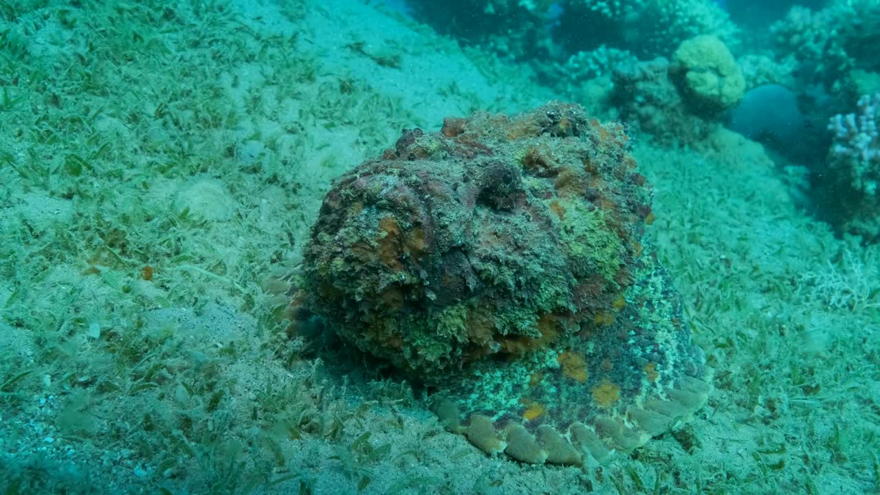 石鱼的特写肖像躺在布满绿色海草的沙质海底。前视图。礁石鱼，慢动作视频素材