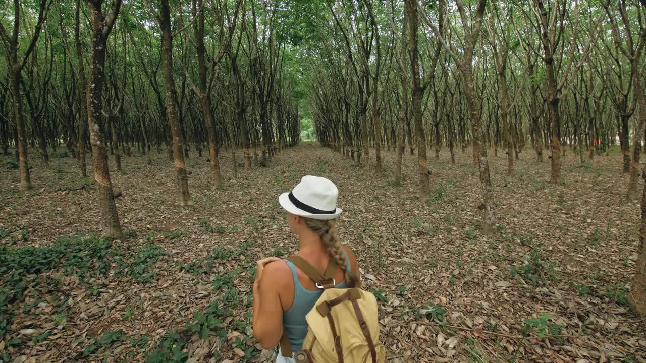 旅行者行走在树木种植园之间亚洲农业的天然乳胶提取牛奶的传统。视频素材