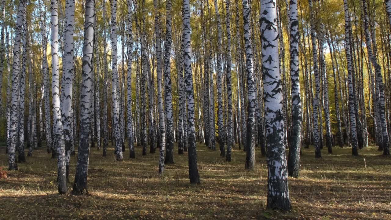 秋日的白桦林在阳光明媚的早晨视频素材