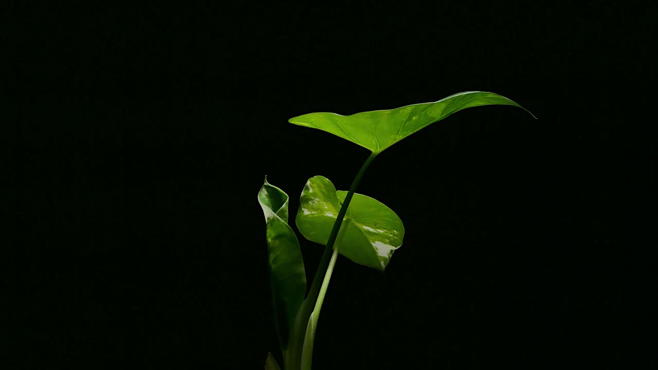 随着时间的推移，大根相思(Alocasia macrorrhizos, L.)的叶子展开杂色海棠花视频素材