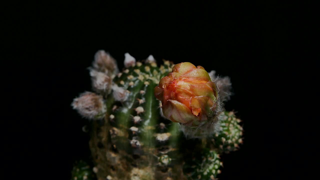 仙人掌花开花，小仙人掌在一个花盆背面的背景视频素材