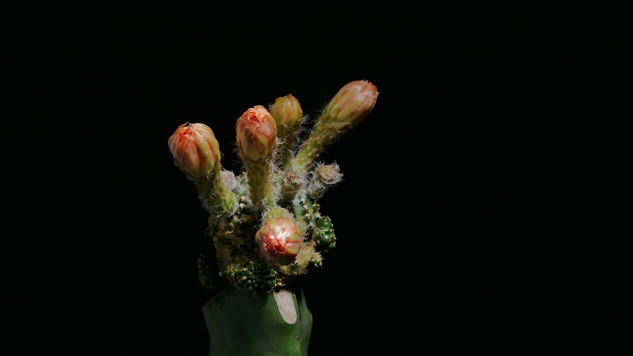 仙人掌花开花，小仙人掌在一个花盆背面的背景视频素材