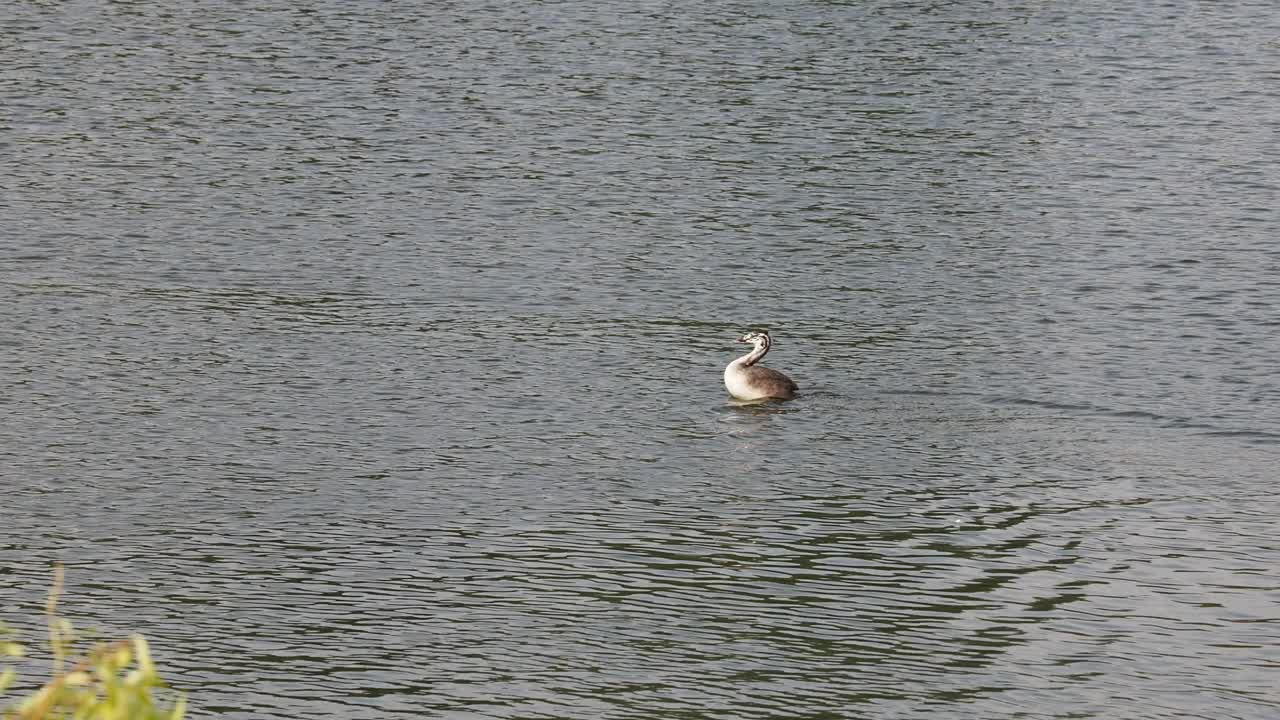 在英国诺福克的迪斯湖上，一只幼年的大冠Grebe, Podiceps cristatus。视频素材