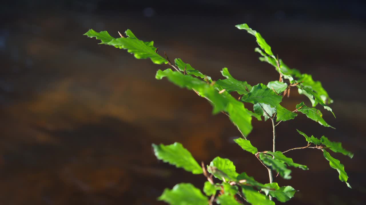 树枝生长在河边的落叶树的树枝视频素材