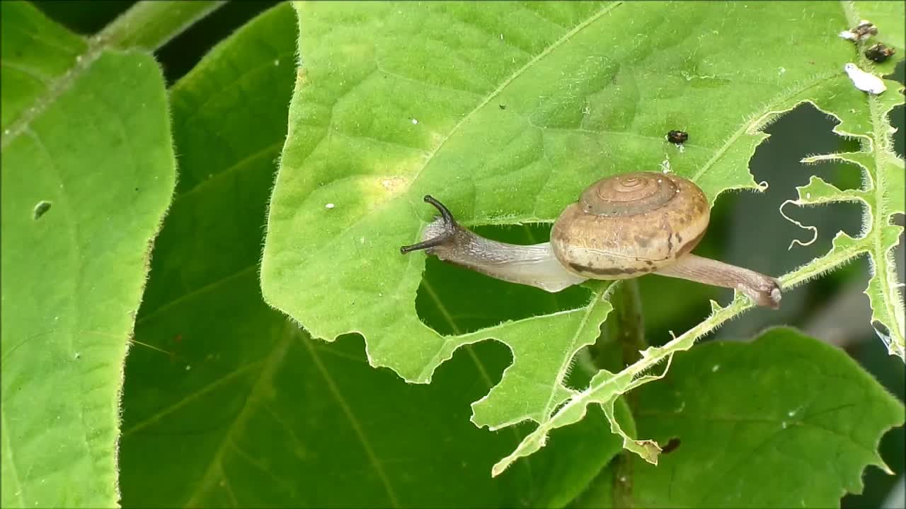 小蜗牛吃树叶的镜头视频素材