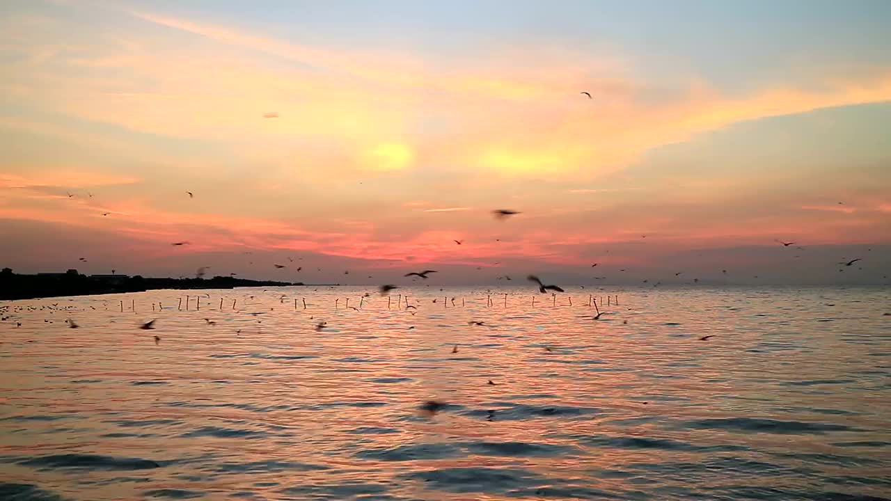 黎明时分，一大群海鸥飞过平静的海面视频素材