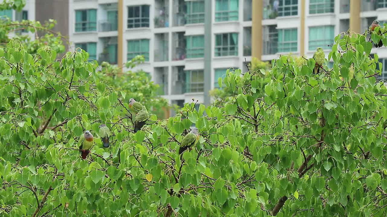 一群橙胸绿鸽子在菩提树上沐浴的画面视频素材