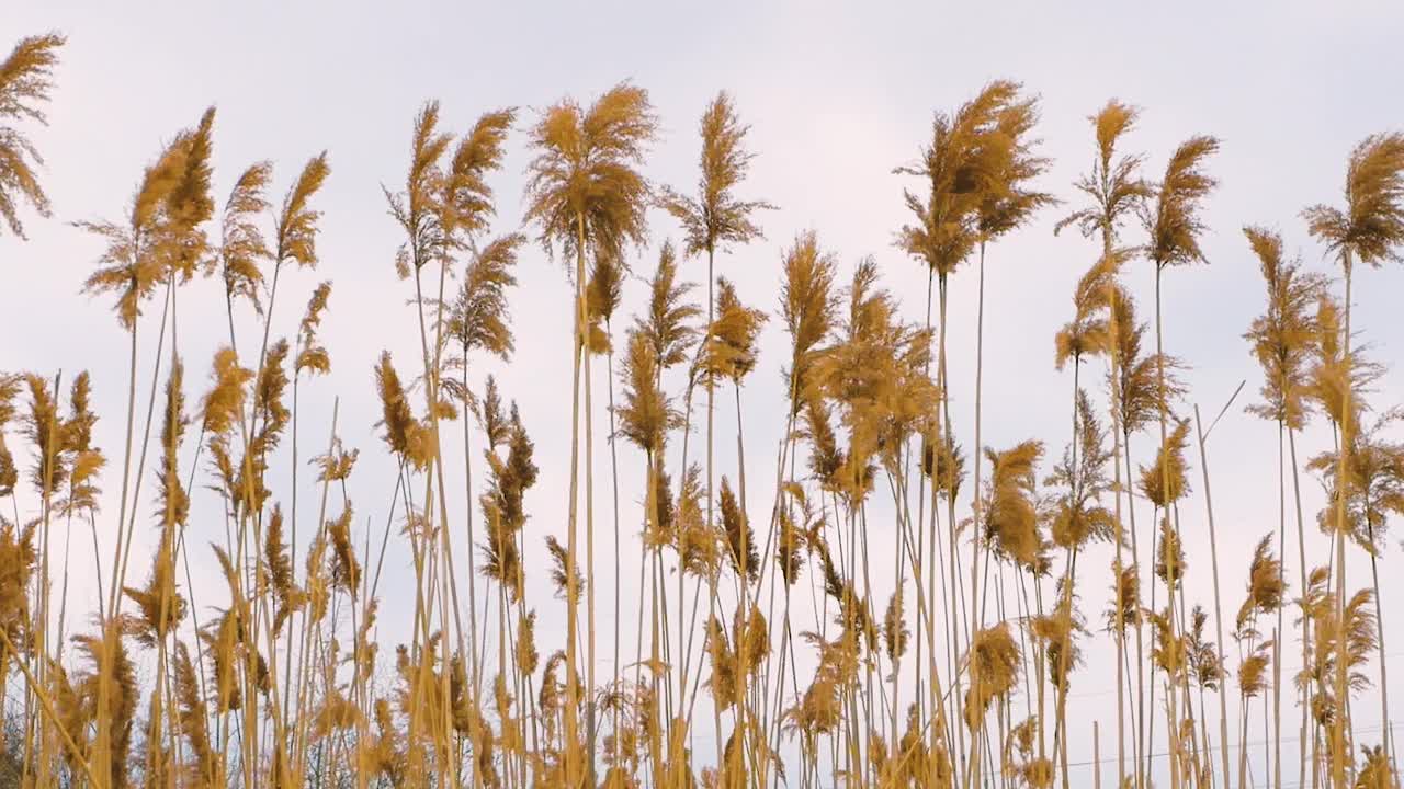 美丽的大自然背景，高大的黄色小穗在风中摇曳，田野里的芦苇，盛开的灌木丛视频素材