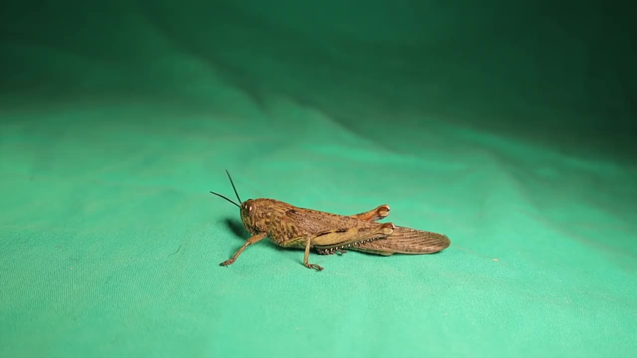 棕色的蚱蜢跳。
它也被称为红蚱蜢或Gomphocerippus rufus(与Gomphocerus rufus同义)
昆虫隔离在绿色背景上。
伪装昆虫、动物。
错误,错误,动物视频素材