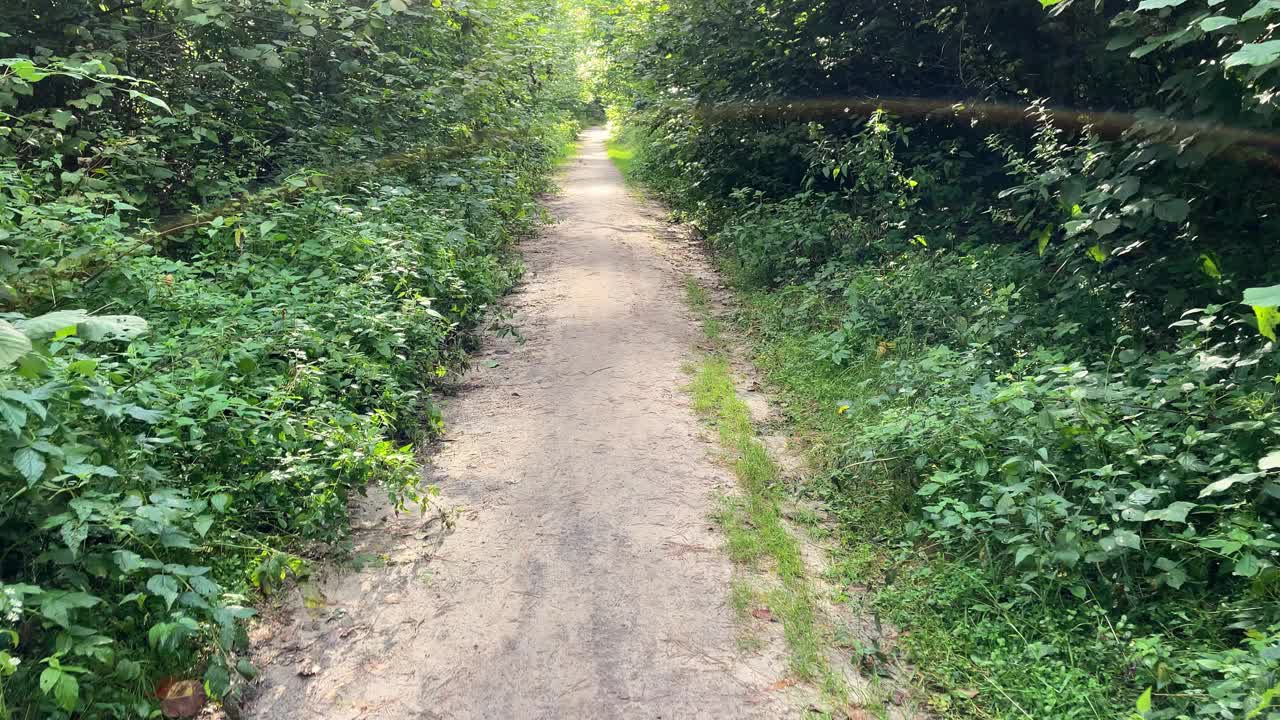 在一个阳光明媚的夏日，沿着一条小径穿过一片绿色的落叶林视频素材