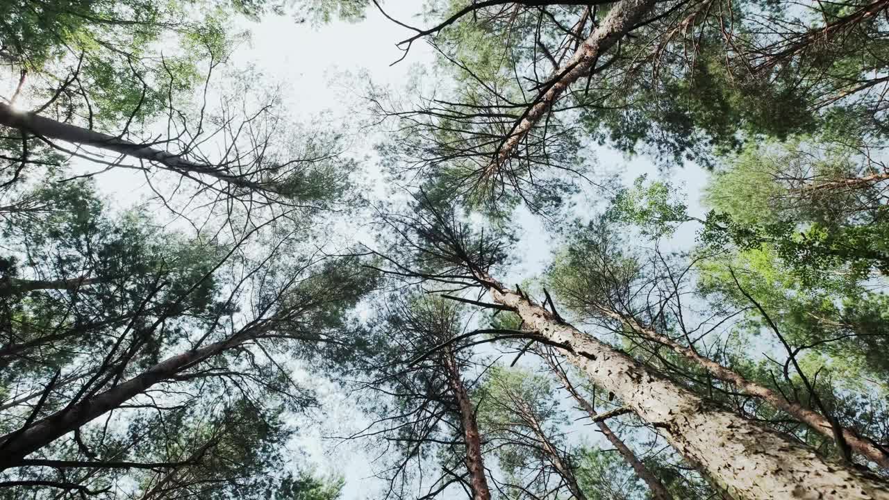 松树林从下面到天空，旋转相机拍摄。移动相机视频素材