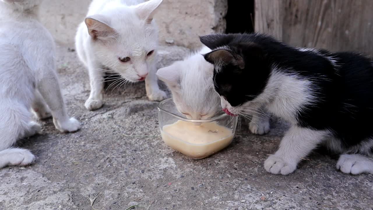 农场里喝牛奶的猫。
小猫在妈妈的看护下喝牛奶。
自由和安全的感觉。
小猫，小猫，白猫，黑猫。
爱宠物，宠物，动物。
野生动物。
野生自然视频素材