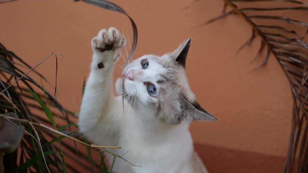 可爱的小猫玩得很开心视频素材